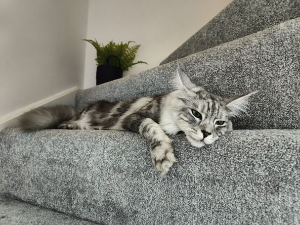 Gaia - Black SIlver Blotched Tabby