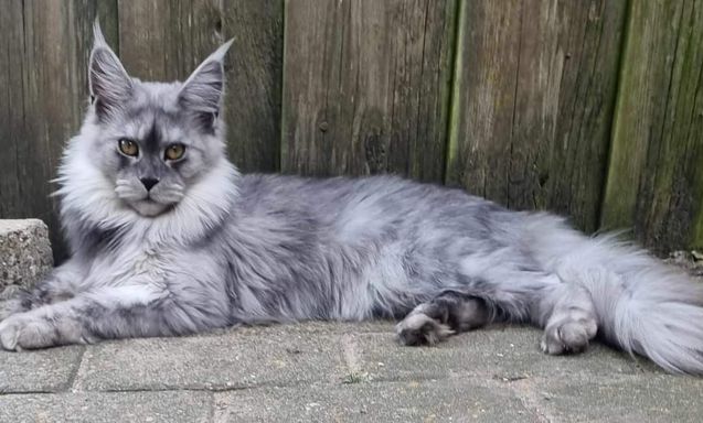 Freyja